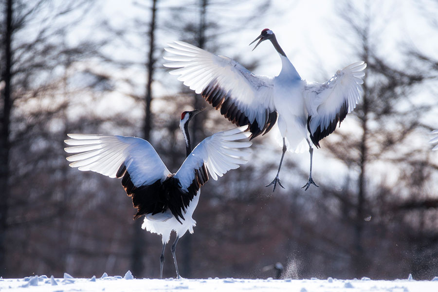 Watch the Red-Crowned Cranes Dance in Kushiro, Japan