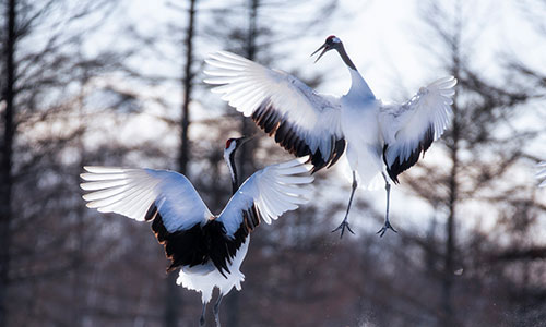 Watch the Red-Crowned Cranes Dance in Kushiro, Japan