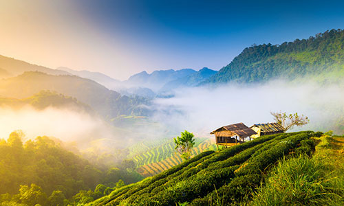 Revel in Winter's Charm in Chiang Mai