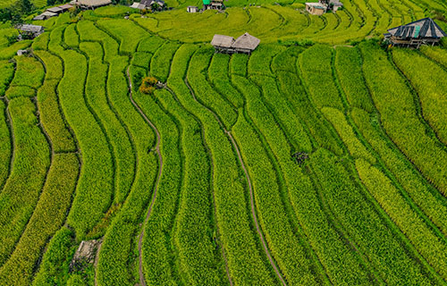 Immerse Yourself in Emerald Terraced Fields at Ban Pa Bong Piang, Chiang Mai